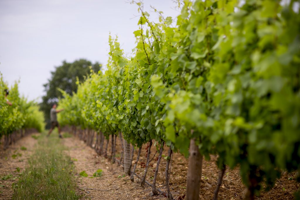 Sainte Rose in Full Bloom | Domaine Sainte Rose