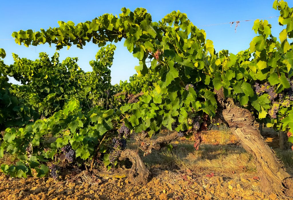 Vielles Vignes Grenache going through Veraison at Domaine Sainte Rose. Summer 2022. 